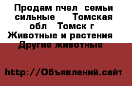 Продам пчел, семьи сильные.  - Томская обл., Томск г. Животные и растения » Другие животные   